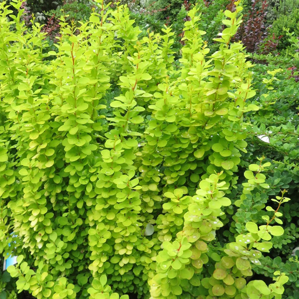 Основное изображение товара