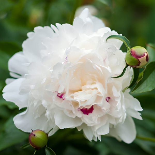 Основное изображение товара