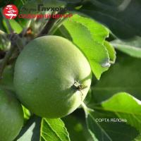 Перечень доступных сортов яблонь