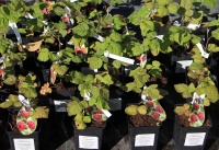 Поступили в продажу плодовые деревья и кустарники в контейнерах!