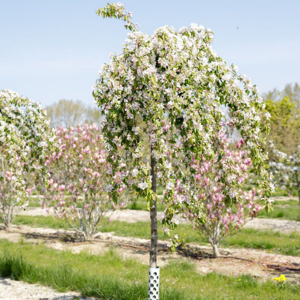 Основное изображение товара