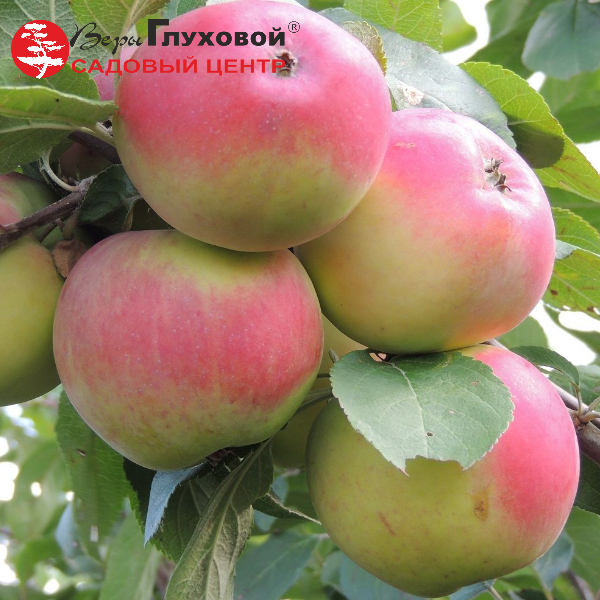 Яблоня Анис Свердловский