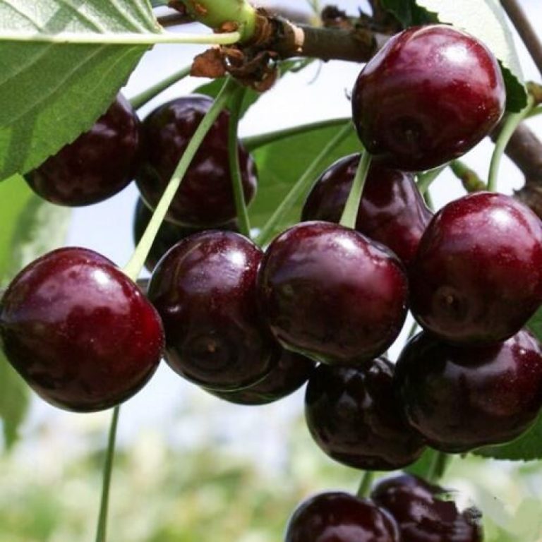 Вишня Владимировская (средний сорт) С4