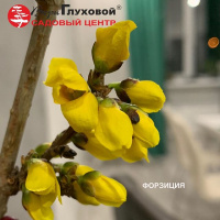 Кустарник форзиция