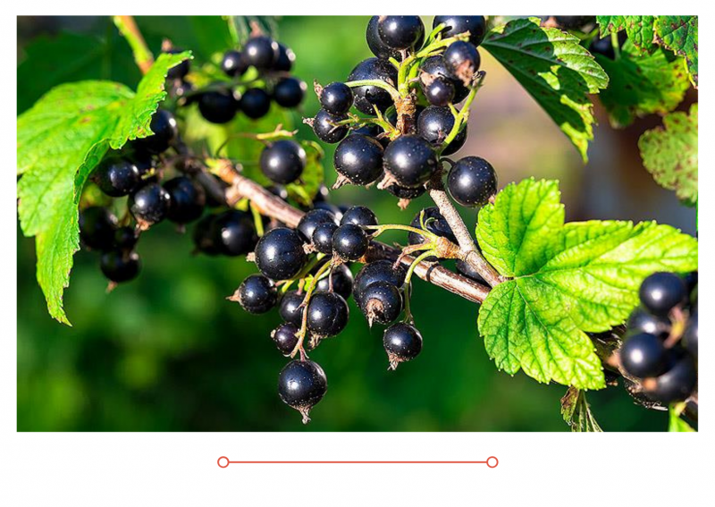 АКЦИЯ: Двухлетние саженцы смородины от 75₽