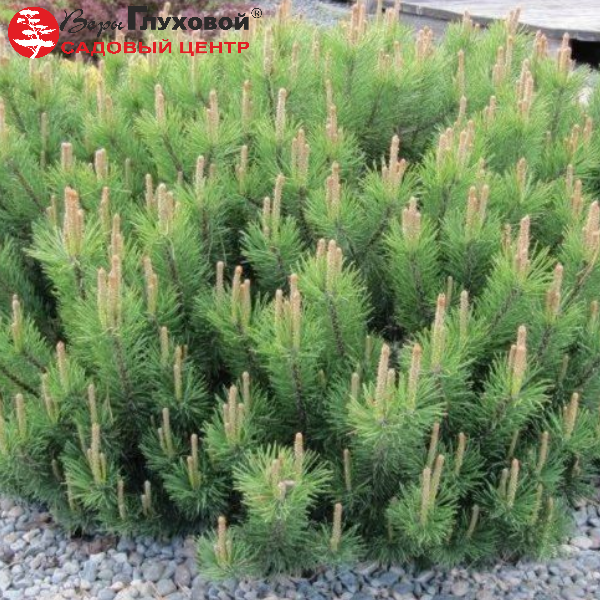 Основное изображение товара