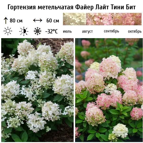 Основное изображение товара