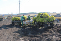 Продолжаем выкопку растений для наших покупателей