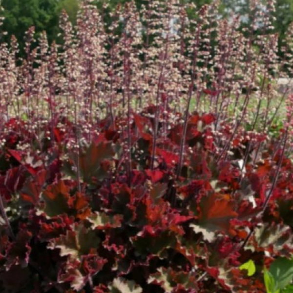 Основное изображение товара