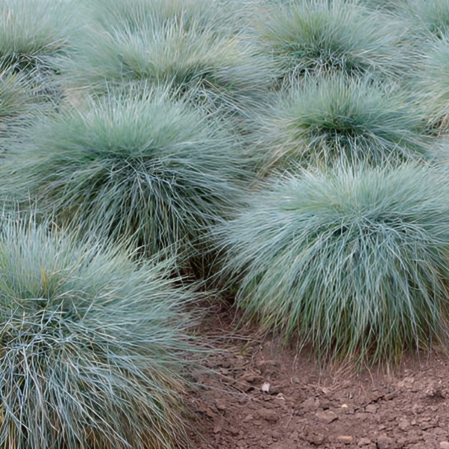 Овсяница сизая Фредди