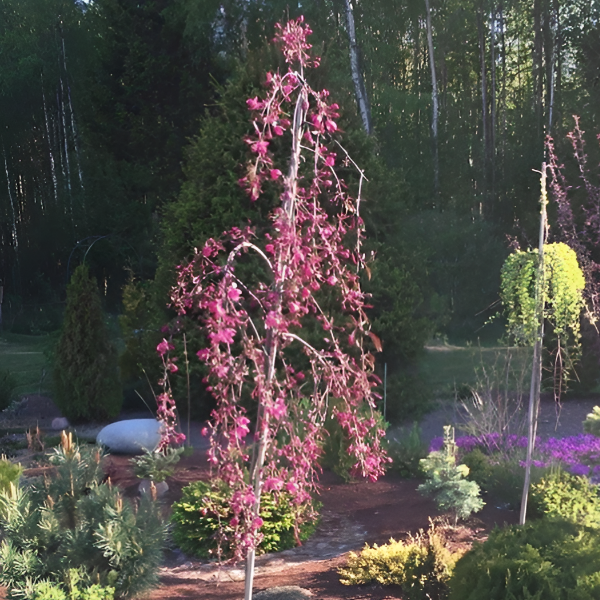 Основное изображение товара