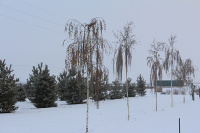 В питомнике красиво даже зимой!