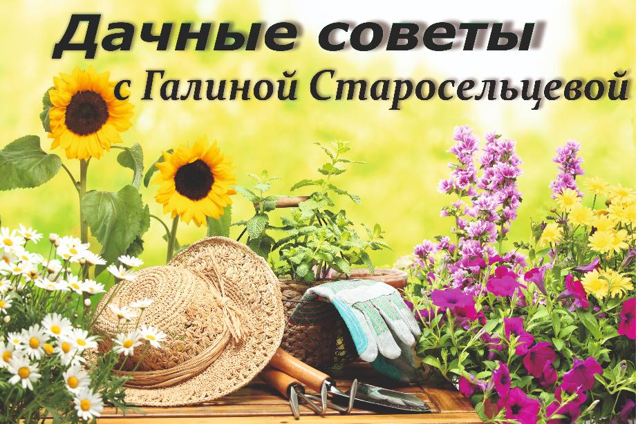 Дачные Советы снова на канале ТРК ТЕРРА Дачные Советы снова на канале ТРК ТЕРРА