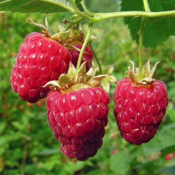 Основное изображение товара