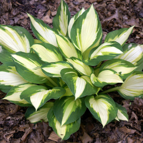 Хоста Колор Фестиваль