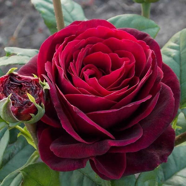 Основное изображение товара