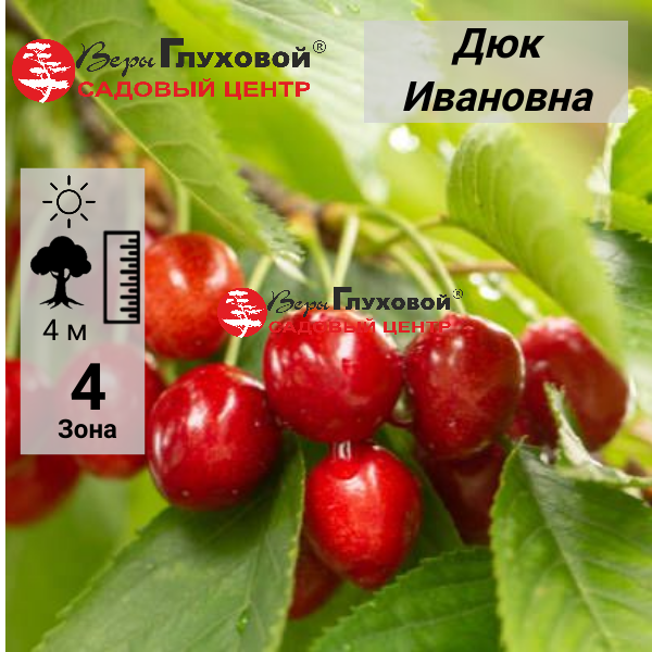 Основное изображение товара