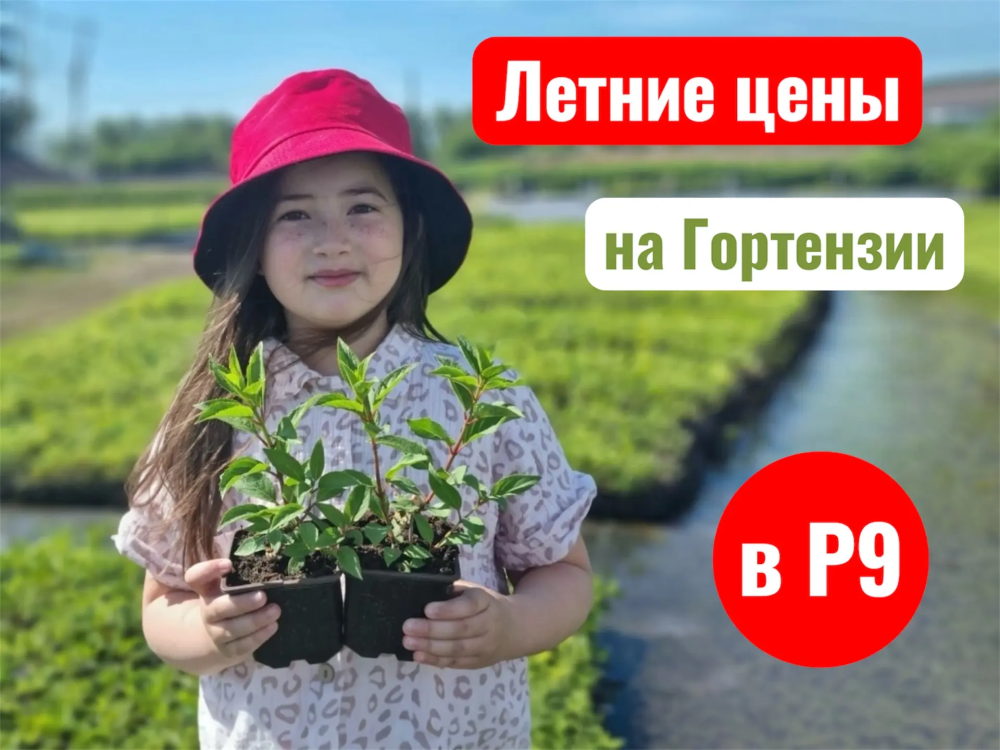Гортензии в Р9 по новой летней цене!