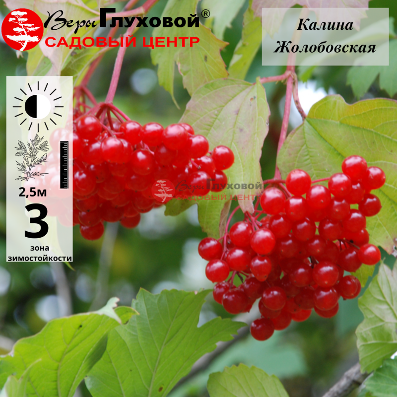 Калина Жолобовская