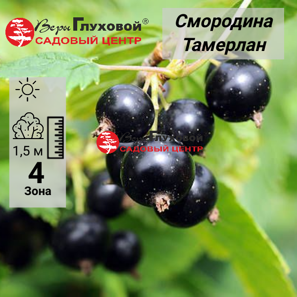 Смородина черная Тамерлан