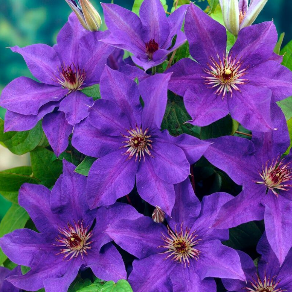 Основное изображение товара