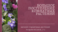 В магазине горшечных растений Веры Глуховой большое поступление растений.