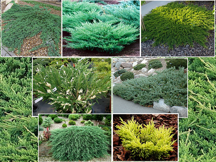 Можжевельники в ассортименте со скидкой 30% Можжевельники в ассортименте со скидкой 30%