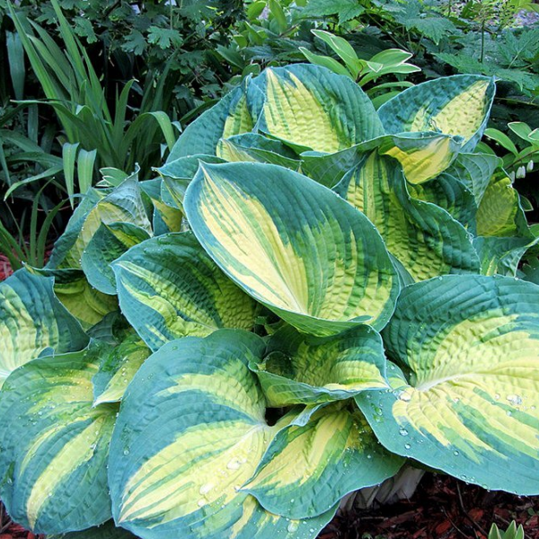 Основное изображение товара