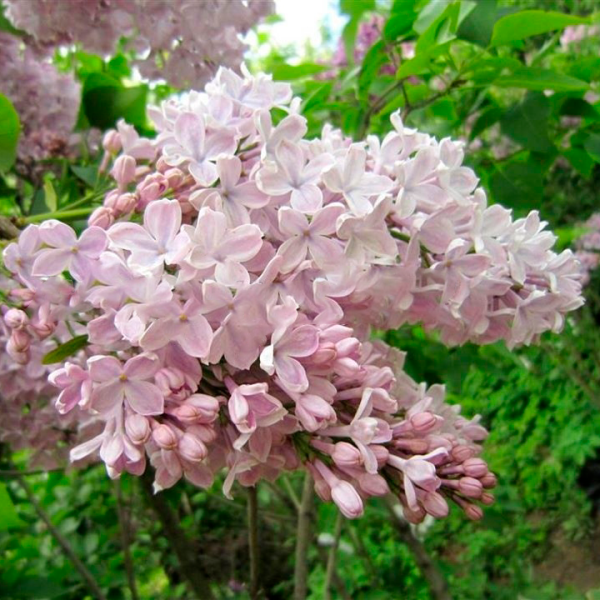 Основное изображение товара