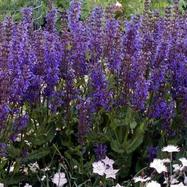 Основное изображение товара