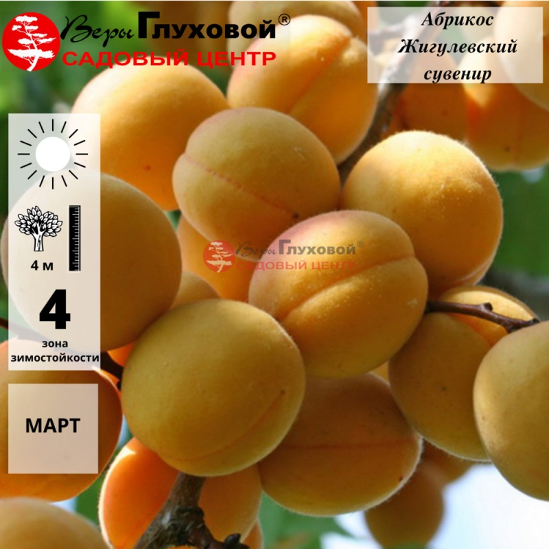 Абрикос Жигулевский сувенир