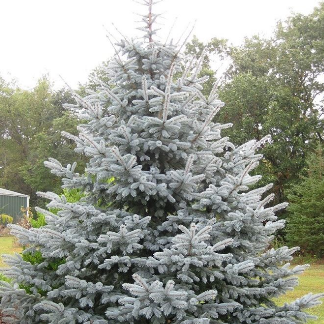 Ель колючая 