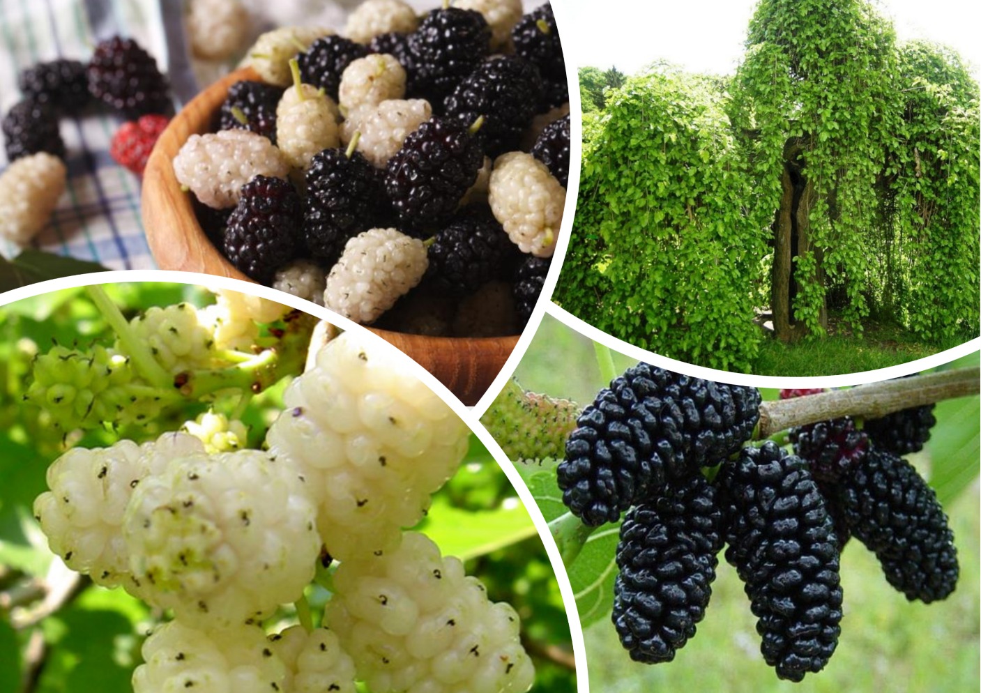 Новинка - шелковица белая и черная Новинка - шелковица белая и черная