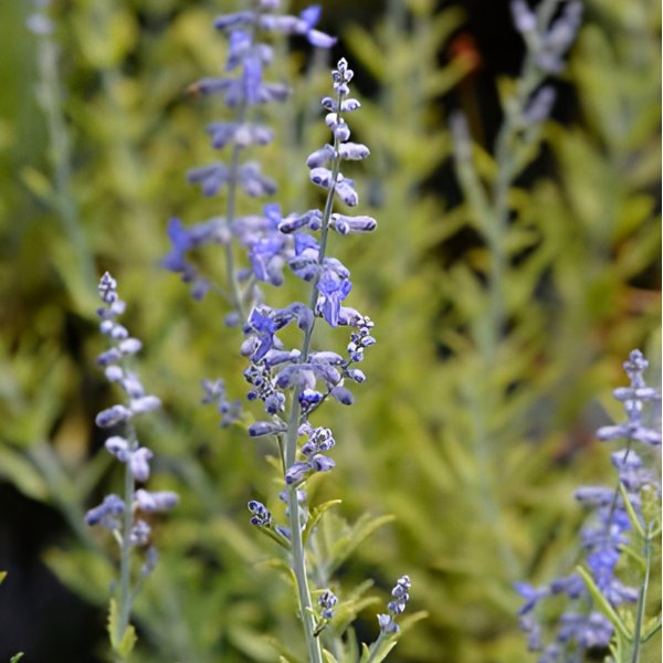 Основное изображение товара