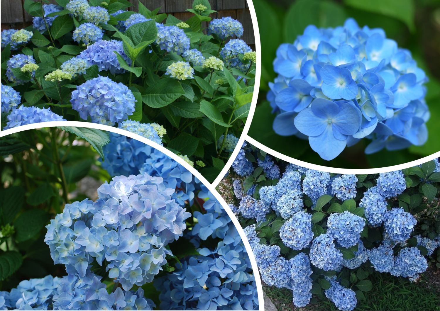 Гортензия крупнолистная "Никко Блю" (Hydrangea macrophylla 'Nikko Blue') Гортензия крупнолистная "Никко Блю" (Hydrangea macrophylla 'Nikko Blue')