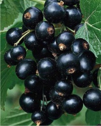 Ожидается новое поступление плодовых