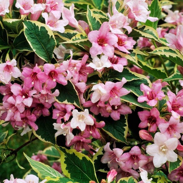 Основное изображение товара