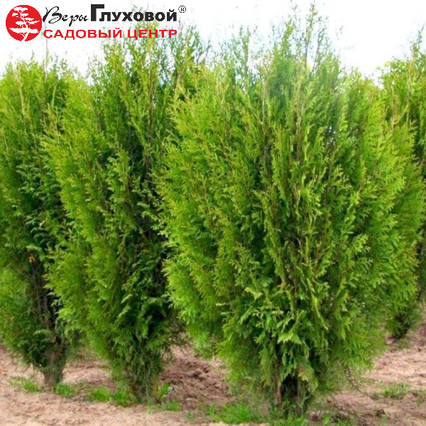 Основное изображение товара