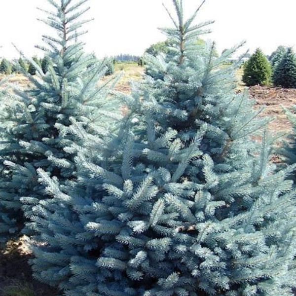Ель колючая "Глаука Мисти Блю" - Picea pungens 'Glauca' Misty Blue