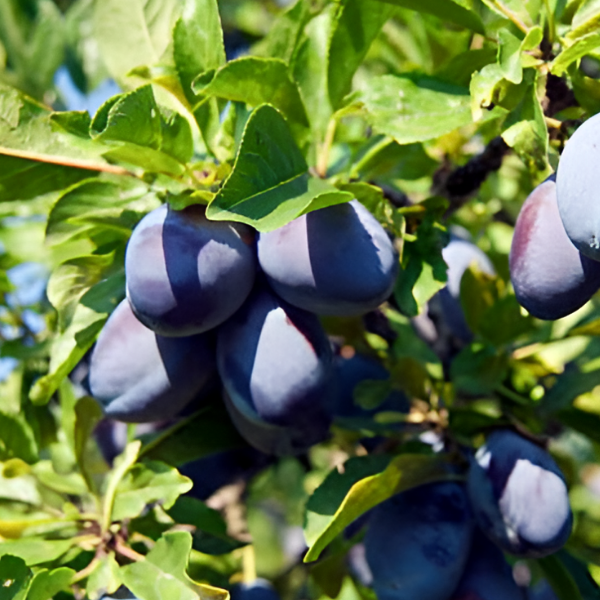 Основное изображение товара