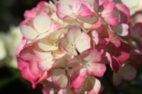 Благотворительная акция Садового центра Веры Глуховой