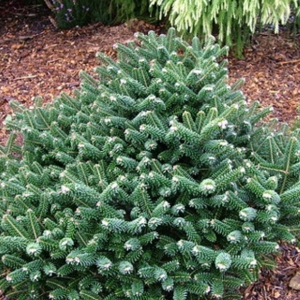 Основное изображение товара