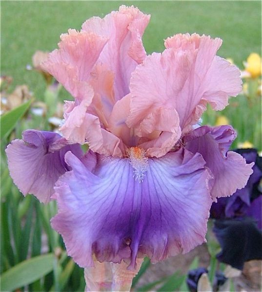 Французские Ирисы премиум-класса Французские Ирисы премиум-класса