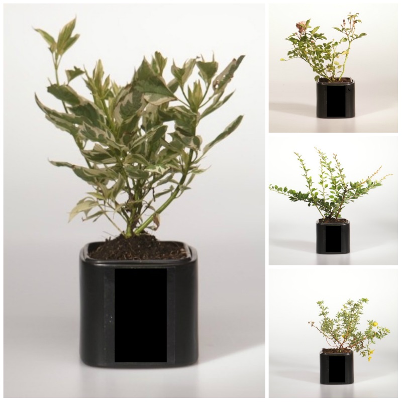 Растения по 200 рублей! Растения по 200 рублей!