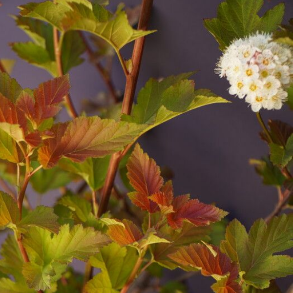 Основное изображение товара