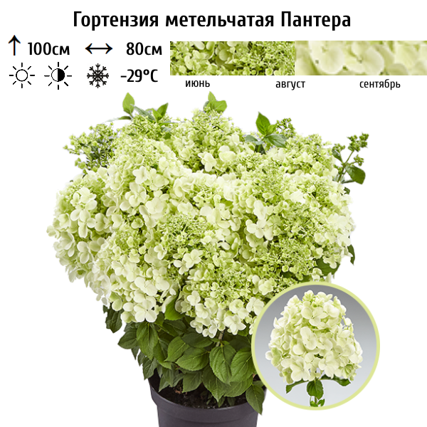 Гортензия метельчатая Пантера