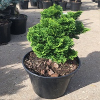 Поступление хвойных растений 2018