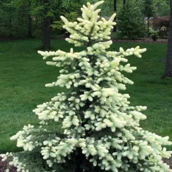 Основное изображение товара