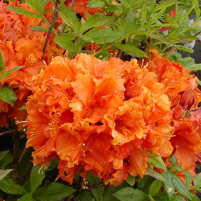 Основное изображение товара