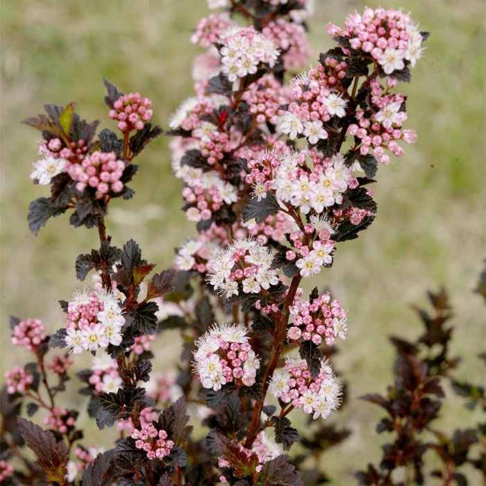 Основное изображение товара